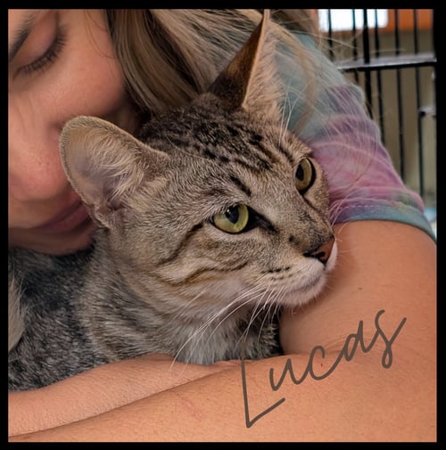 LUCAS - Tabby available for adoption