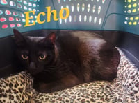 Echo - Photo 2