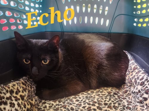 ECHO - Domestic Short Hair available for adoption
