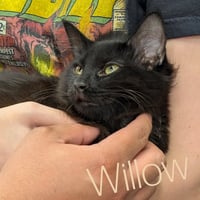 Willow (Out on Trial) - Photo 2