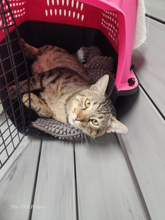 Lyon (FIV+) Image