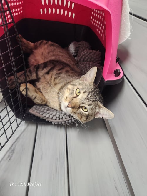 LYON (FIV+) - Tabby / Domestic Short Hair available for adoption