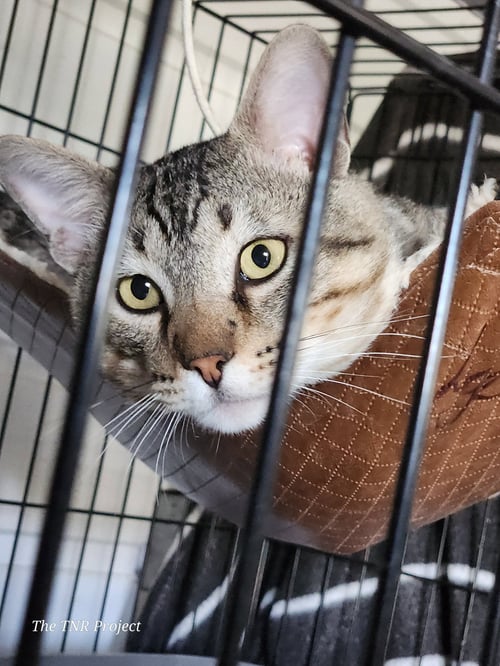 LYON (FIV+) - Tabby / Domestic Short Hair available for adoption