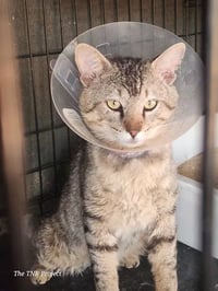 Lyon (FIV+) - Photo 5