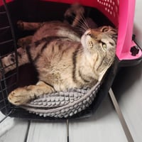 Lyon (FIV+) - Photo 3