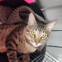 Lyon (FIV+) - Photo 4