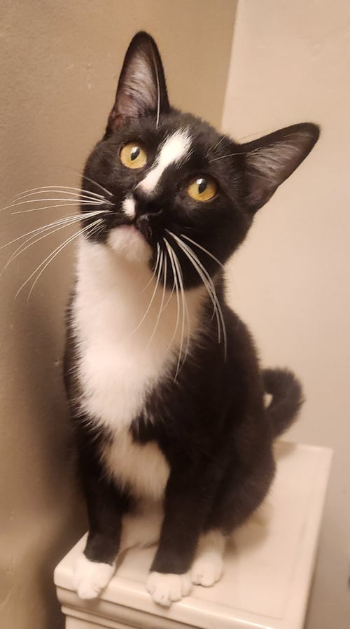 SAMARA - Tuxedo / Domestic Short Hair available for adoption