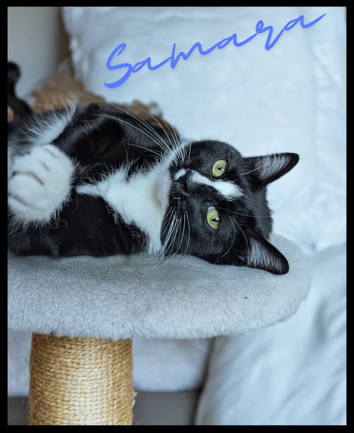 SAMARA - Tuxedo / Domestic Short Hair available for adoption