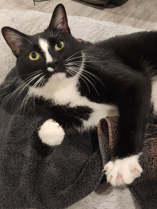 SAMARA - Tuxedo / Domestic Short Hair available for adoption
