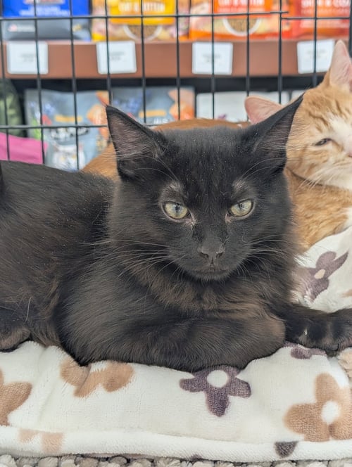 WIZARD (OUT ON TRIAL) - Domestic Medium Hair available for adoption