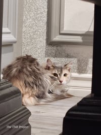 Serafina - Photo 1