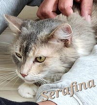 Serafina - Photo 4