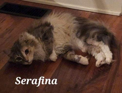 SERAFINA - Dilute Calico available for adoption