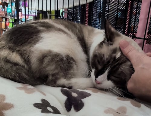 TOFU - Siamese / Tortoiseshell available for adoption