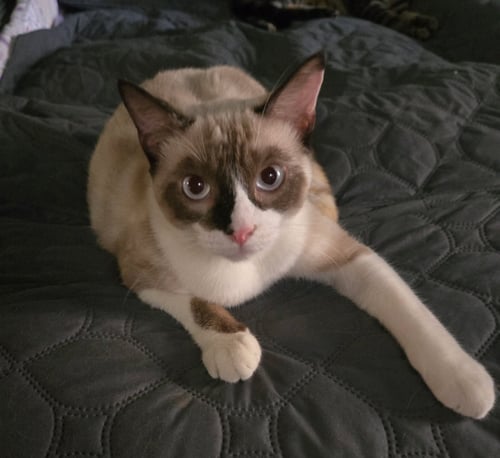 TOFU - Siamese / Tortoiseshell available for adoption