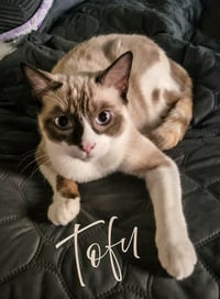 Tofu - Photo 1