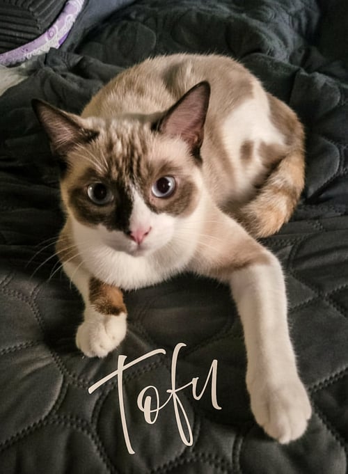 TOFU - Siamese / Tortoiseshell available for adoption