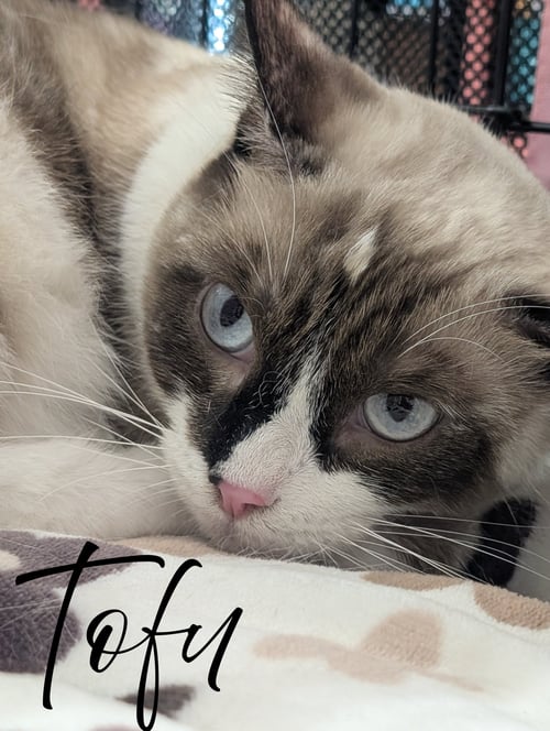 TOFU - Siamese / Tortoiseshell available for adoption