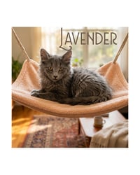 Lavender - Photo 1