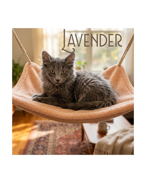 LAVENDER - Nebelung available for adoption