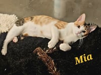 Mia - Photo 9