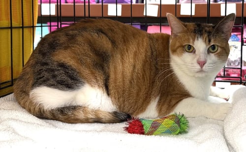 MIA - Calico / Tabby available for adoption