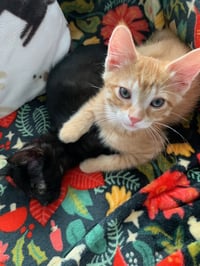 Missy (k2025) - Photo 2