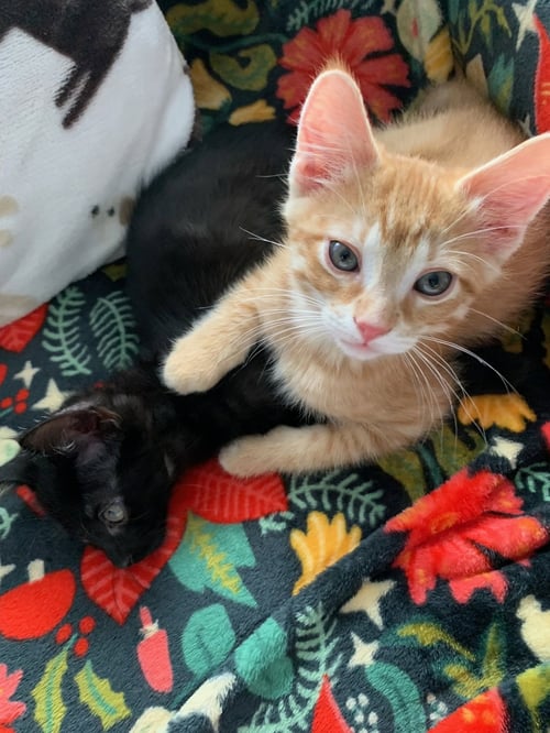 MISSY (K2025) - Domestic Medium Hair available for adoption