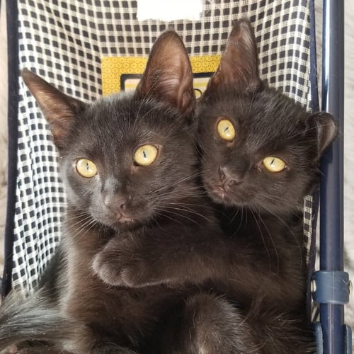 KYLIE - Domestic Short Hair available for adoption