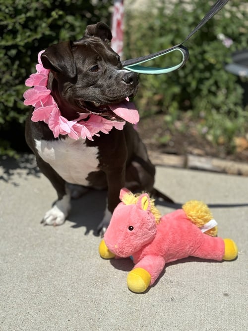FERN - Pit Bull Terrier for adoption in Chicago