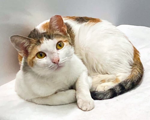 GABY - Domestic Short Hair available for adoption
