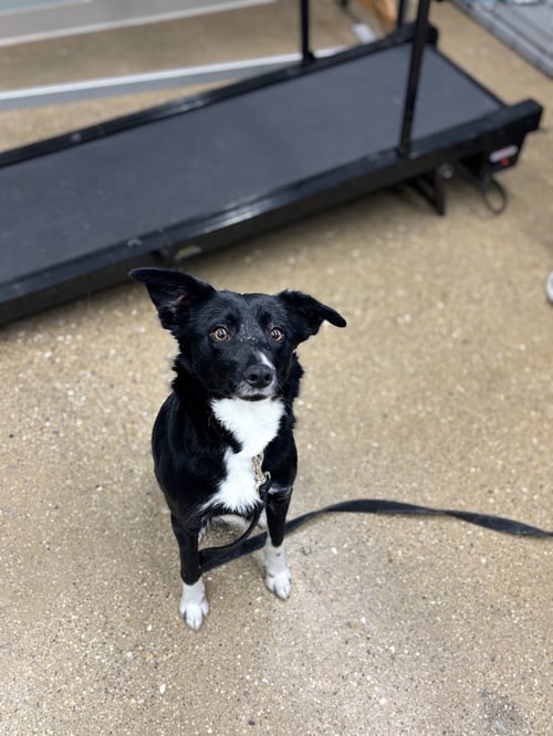 FLY - Border Collie for adoption in Chicago
