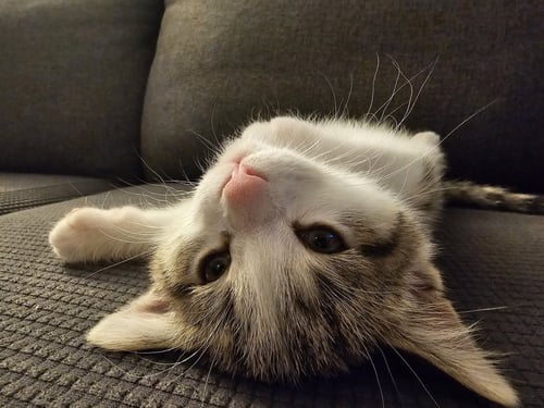 SALEM - Domestic Short Hair available for adoption