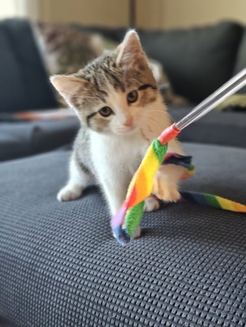 JIJI - Domestic Short Hair available for adoption
