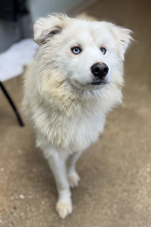 Meko Image