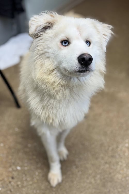MEKO - Great Pyrenees for adoption in Chicago
