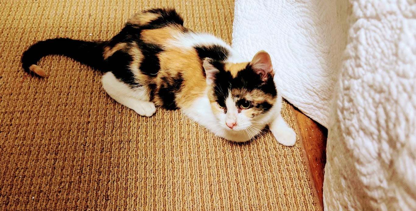 Effie Image