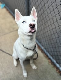 Hachi - Photo 1