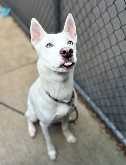 HACHI - Husky for adoption in Chicago