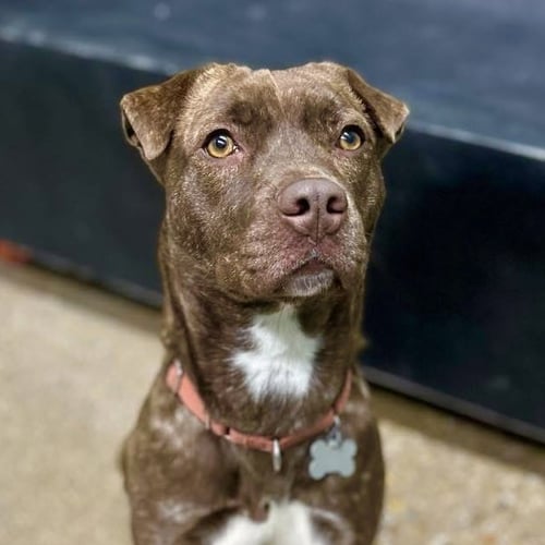 KAROLINA - American Pit Bull Terrier for adoption in Chicago