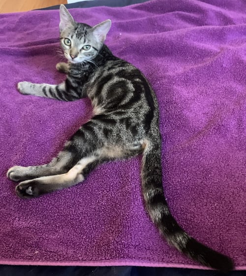 RADAR (K2020) - Domestic Short Hair / Tabby available for adoption