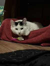 Buck Fluffington - Photo 1