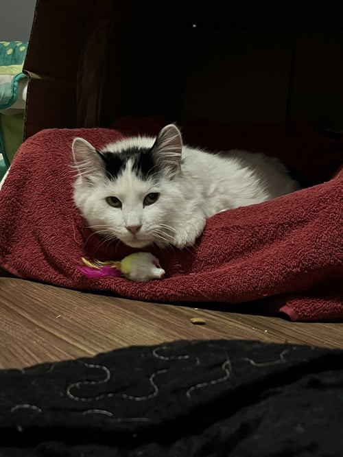 BUCK FLUFFINGTON - Domestic Short Hair available for adoption