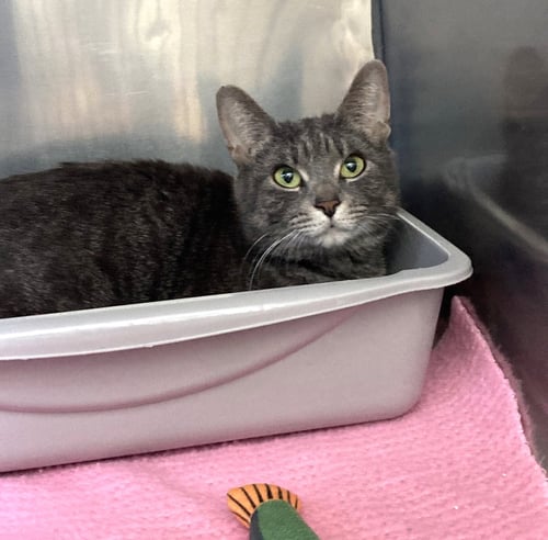 ROXIE - Domestic Short Hair available for adoption