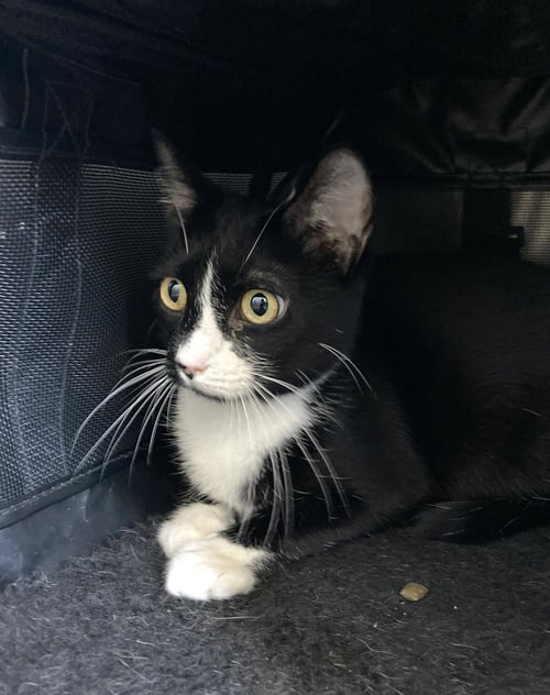 EUROPA - Domestic Short Hair available for adoption
