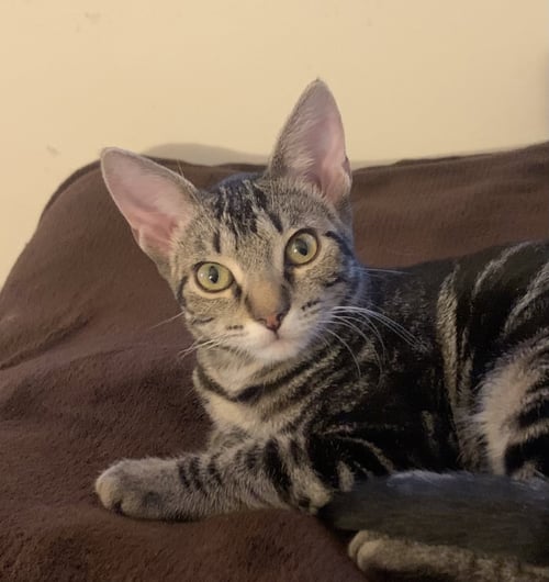 RAYLAN - Domestic Short Hair / Tabby available for adoption