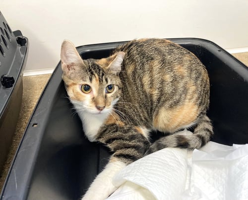 RUBY - Calico / Tabby available for adoption