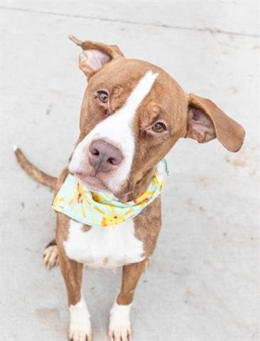 ADMIRAL - Boxer available for adoption