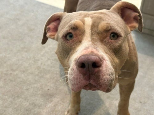 BINGO - Pit Bull Terrier available for adoption