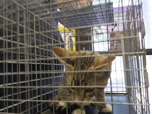 BERRY - Domestic Short Hair available for adoption